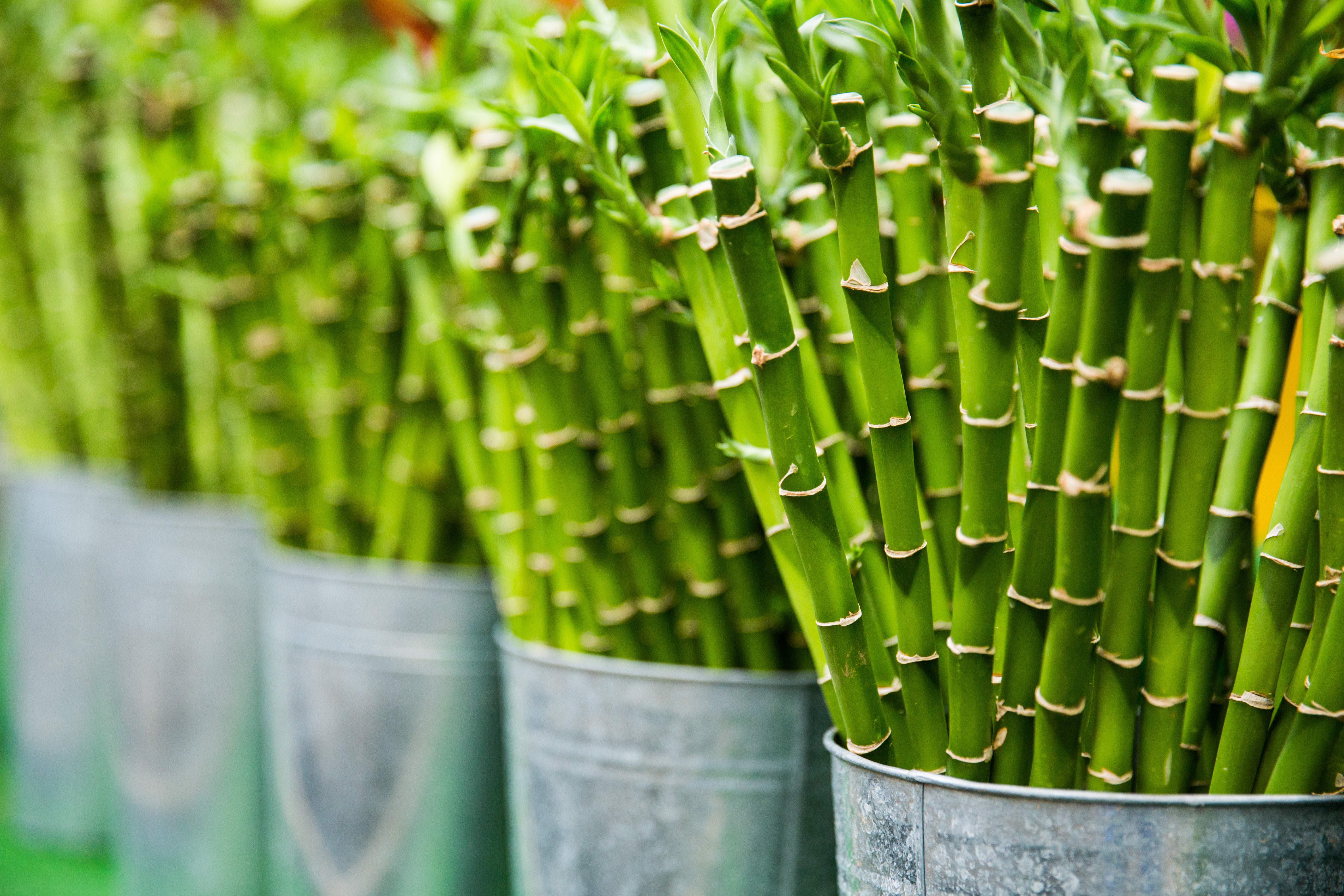 Microzest 25 bamboo
