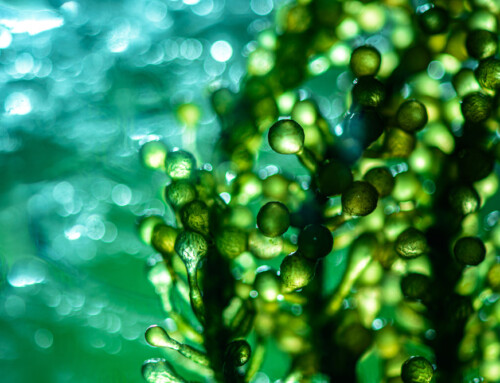 Marine Beauty Grow your Know