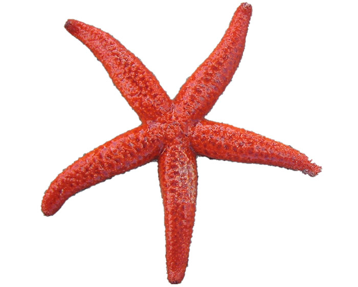 starfish